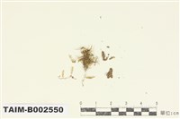 藏品(小樹平苔)的圖片